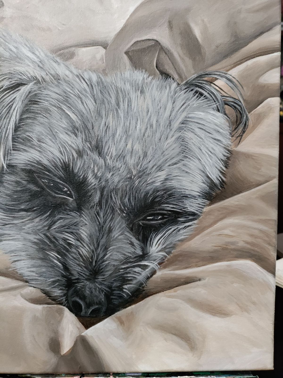 Sleepy Schnoodle - Sold