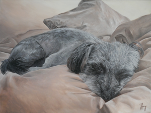 Sleepy Schnoodle - Sold